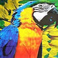 SQSP0397 -401 Arara Papegoya Azul bazar